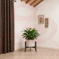 PORTAVASO TREE